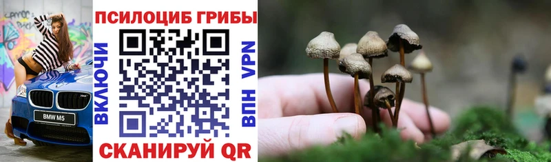 сколько стоит  Северодвинск  Псилоцибиновые грибы Psilocybe 